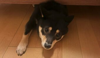 姿が見えないので「どこに行った?」と呼んだら出てきた柴犬。慌てたその様子がかわいすぎると話題に!!