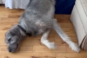 ズルズル・・ドスン。まどろんでいたアイリッシュウルフハウンドがソファから落ちちゃった！！【海外・動画】