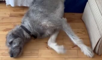 ズルズル・・ドスン。まどろんでいたアイリッシュウルフハウンドがソファから落ちちゃった!!【海外・動画】