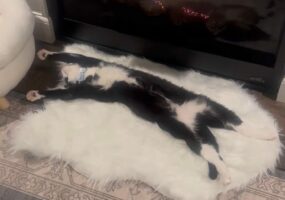 猫は一番いい場所でお昼寝中！暖炉の前でのびのびとおてても足もめいっぱいのばして心地よさそ～！！【アメリカ・動画】