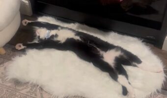 猫は一番いい場所でお昼寝中!暖炉の前でのびのびとおてても足もめいっぱいのばして心地よさそ~!!【アメリカ・動画】