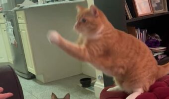 お見事!茶トラ猫がおやつをナイスキャッチ!!【アメリカ・動画】