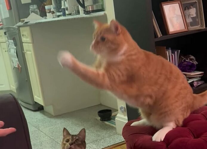 お見事！茶トラ猫がおやつをナイスキャッチ！！【アメリカ・動画】