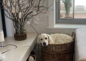 ちょうどいいサイズだった？ゴールデンレトリバーがバスケットに入ってまったり！【海外・動画】