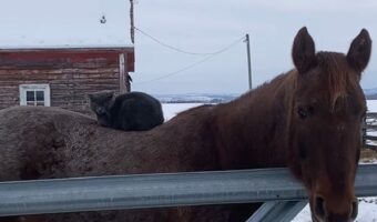 乗馬をする猫。馬の背中で丸くなってのんびりしているその様子も、猫が乗っているのを気にしていない馬も、どちらもかわいい！！【海外・動画】