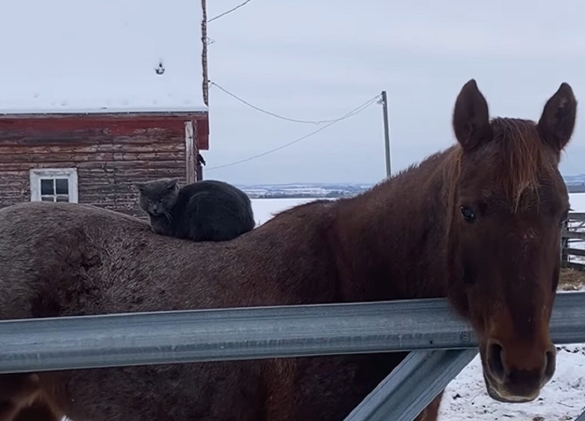 乗馬をする猫。馬の背中で丸くなってのんびりしているその様子も、猫が乗っているのを気にしていない馬も、どちらもかわいい！！【海外・動画】