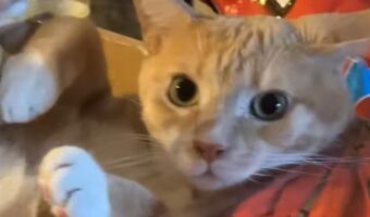 猫にまさかのハプニング！？身動きできなくなっていた場所にビックリ！！【アメリカ・動画】