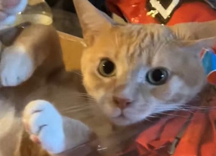 猫にまさかのハプニング！？身動きできなくなっていた場所にビックリ！！【アメリカ・動画】