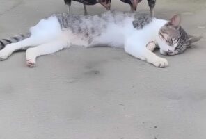 お昼寝をしようと地面に寝転がる猫。だけど簡単には眠れなさそう！？【海外・動画】