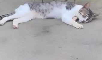 お昼寝をしようと地面に寝転がる猫。だけど簡単には眠れなさそう!?【海外・動画】