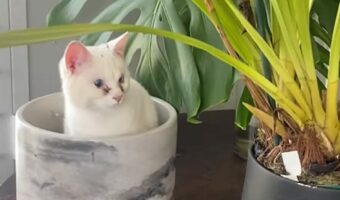 にょきにょき生えてきた!?観葉植物用の植木鉢の中に白猫が!!【海外・動画】
