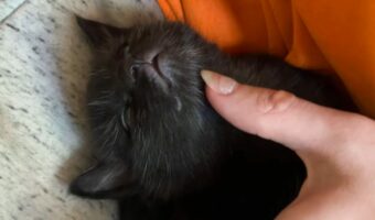 猫の赤ちゃんを優しくナデナデすると・・。すぐ寝ちゃう子猫がかわいすぎる！！【アメリカ・動画】