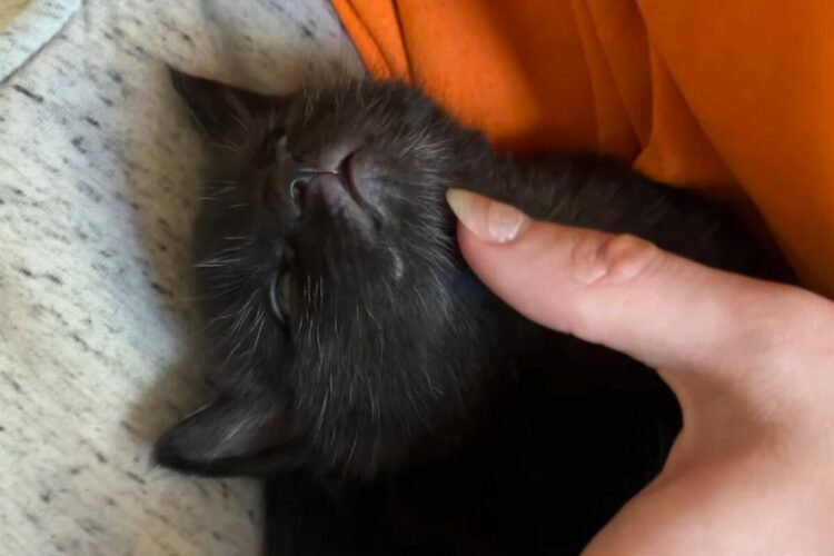 猫の赤ちゃんを優しくナデナデすると・・。すぐ寝ちゃう子猫がかわいすぎる！！【アメリカ・動画】