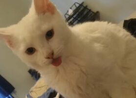 しまい忘れていますよ！洗濯物の山に乗った白猫の舌がペロッと出しっ放し！！【海外・動画】