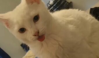 しまい忘れていますよ!洗濯物の山に乗った白猫の舌がペロッと出しっ放し!!【海外・動画】