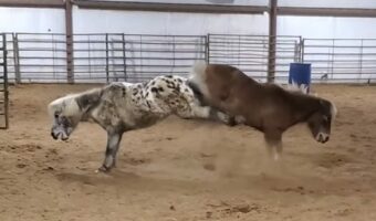 仲良しポニーたちも時にはケンカします！バックキックの激しい応酬にビックリ！！【アメリカ・動画】