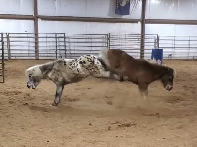 仲良しポニーたちも時にはケンカします！バックキックの激しい応酬にビックリ！！【アメリカ・動画】