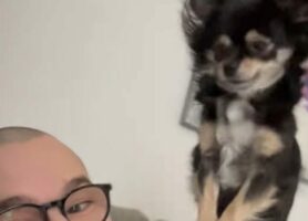 パパさんをふみふみマッサージ！かまってほしい愛犬がかわいすぎる！！【海外・動画】