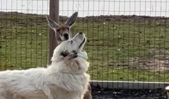 グレートピレニーズとカンガルーは大の仲良し!ぎゅっとハグしているカンガルーがかわいすぎる【アメリカ・動画】