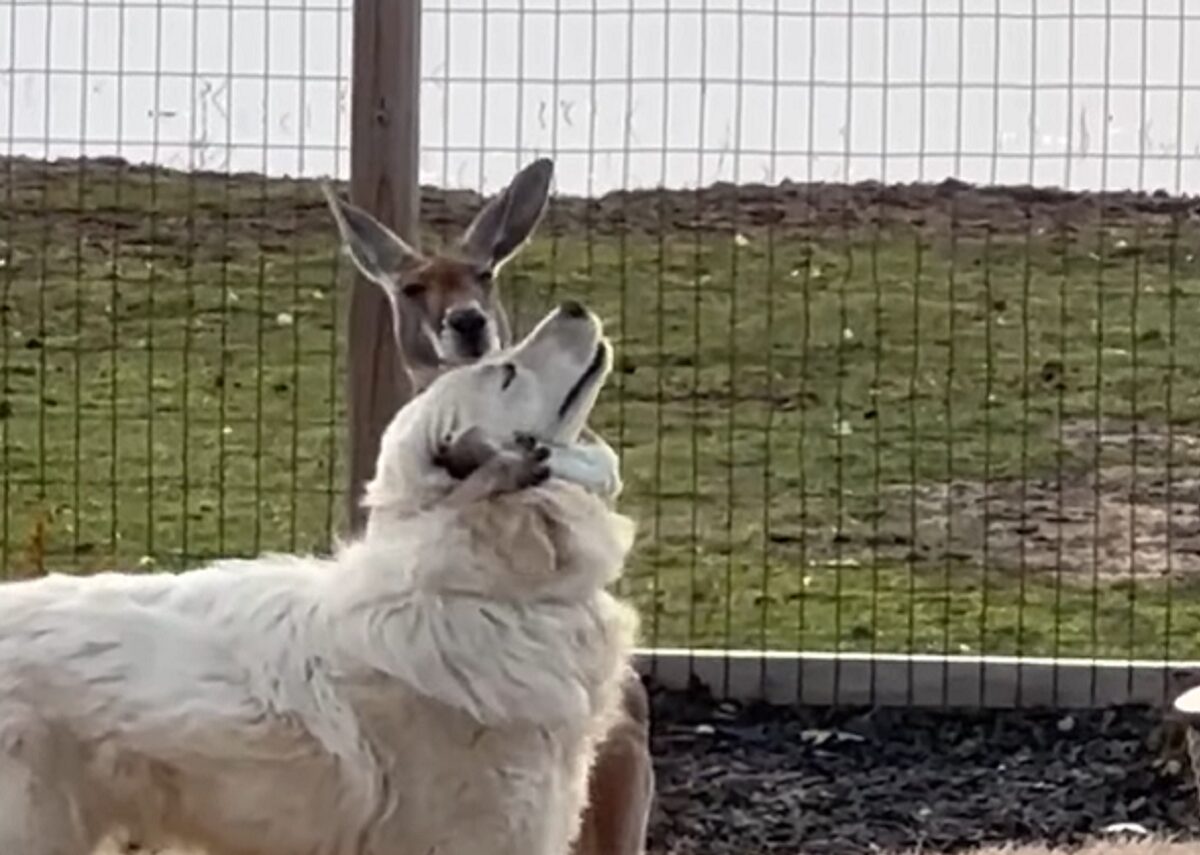 グレートピレニーズとカンガルーは大の仲良し!ぎゅっとハグしているカンガルーがかわいすぎる【アメリカ・動画】