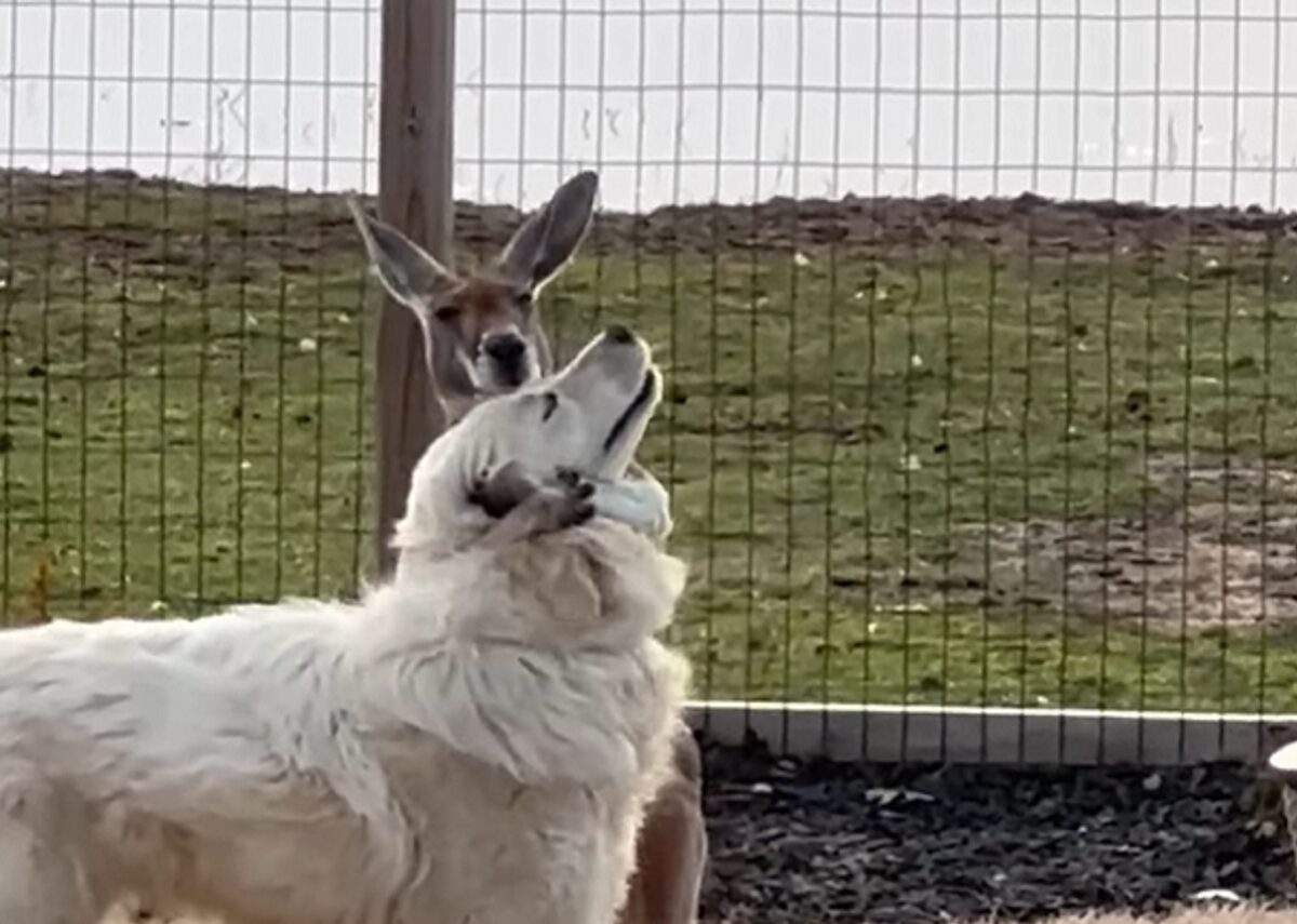 グレートピレニーズとカンガルーは大の仲良し！ぎゅっとハグしているカンガルーがかわいすぎる【アメリカ・動画】