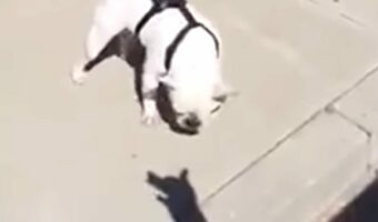 ブルドッグの遊び相手は影!?飼い主さんが操る影絵に吠えたり噛んだり!!