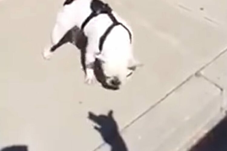 ブルドッグの遊び相手は影！？飼い主さんが操る影絵に吠えたり噛んだり！！