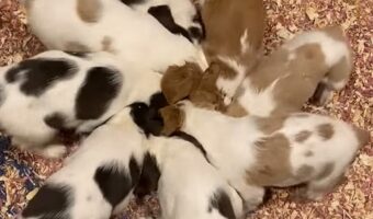 子犬たちの押し相撲。みんなが押し合った結果・・、風車のようにその場でグルグル！！【アメリカ・動画】