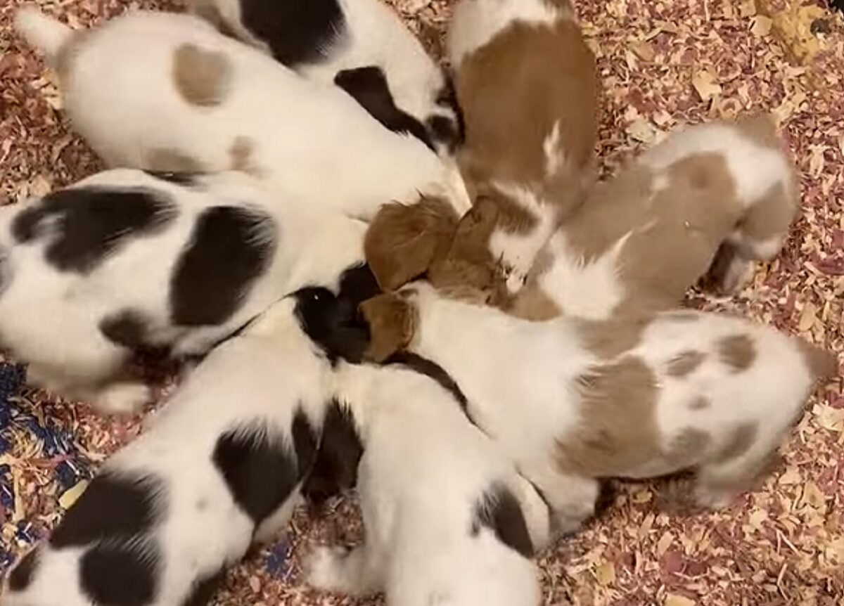 子犬たちの押し相撲。みんなが押し合った結果・・、風車のようにその場でグルグル!!【アメリカ・動画】