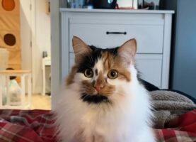 猫のかわいいダンス。リズミカルに身を低くしていく！！【海外・動画】