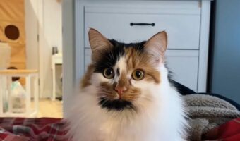 猫のかわいいダンス。リズミカルに身を低くしていく！！【海外・動画】