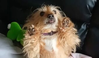 かわいいかわいい朝のご挨拶!愛犬が降りてくる飼い主さんを立ち上がって元気にお迎え!!【海外・動画】