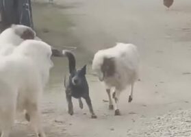 ヒツジと犬が追いかけっこ！追いかけるのはまさかの・・ヒツジの方！？【海外・動画】