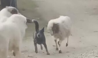ヒツジと犬が追いかけっこ!追いかけるのはまさかの・・ヒツジの方!?【海外・動画】