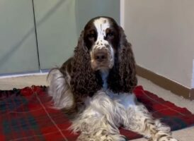スパニエルの寝る準備にビックリ！飼い主さんの声に反応してゴロリと寝転がったかと思えば・・【海外・動画】