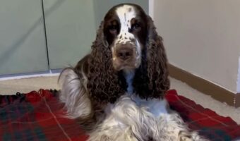 スパニエルの寝る準備にビックリ!飼い主さんの声に反応してゴロリと寝転がったかと思えば・・【海外・動画】