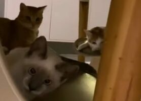 子猫たちがいた場所にビックリ！ひっそり秘密会議中だった？？【海外・動画】