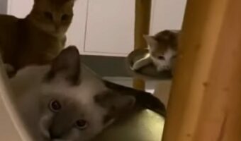 子猫たちがいた場所にビックリ!ひっそり秘密会議中だった??【海外・動画】