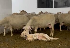 ヒツジたちが大好きな愛犬。たっぷりかまってもらえてハッピー！！【海外・動画】