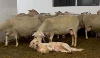 ヒツジたちが大好きな愛犬。たっぷりかまってもらえてハッピー！！【海外・動画】