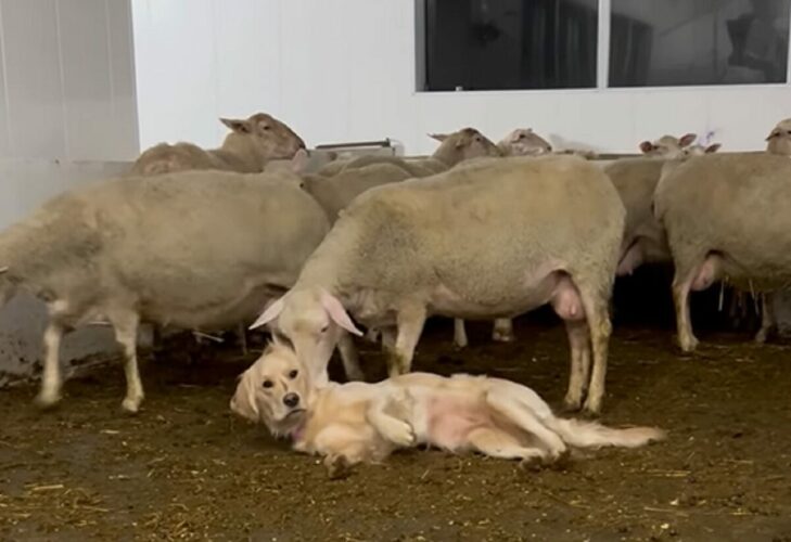 ヒツジたちが大好きな愛犬。たっぷりかまってもらえてハッピー！！【海外・動画】