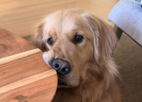 テーブルに顔が食い込むのもお構いなし？ゴールデンリトリバーがじっと見つめる先には・・【海外・動画】