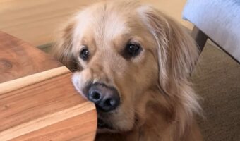 テーブルに顔が食い込むのもお構いなし？ゴールデンリトリバーがじっと見つめる先には・・【海外・動画】