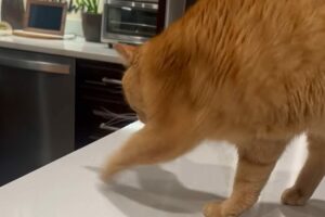 テーブルの動きでおててをカキカキ。猫の狙いはいったい・・【アメリカ・動画】