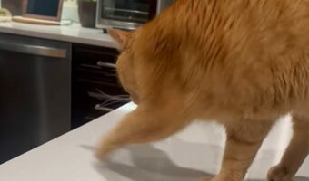 テーブルの動きでおててをカキカキ。猫の狙いはいったい・・【アメリカ・動画】