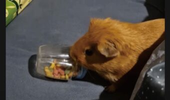 おやつが食べたいモルモット。とんでもなく大胆な方法でおやつをゲット!!【海外・動画】