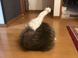 「先日助けて頂いたマル焦げローストチキンです」いい感じにこんがりしているチキンの正体にビックリ！！