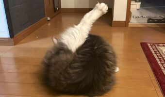「先日助けて頂いたマル焦げローストチキンです」いい感じにこんがりしているチキンの正体にビックリ!!
