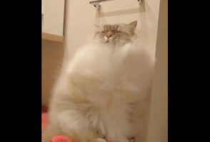 「猫界にドライヤー検定あったら、これは一級の貫禄だわね」健気にドライヤーの風を我慢する猫