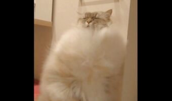 「猫界にドライヤー検定あったら、これは一級の貫禄だわね」健気にドライヤーの風を我慢する猫